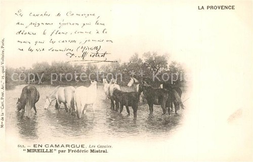 Cavalli camargue cavales - cavalli,